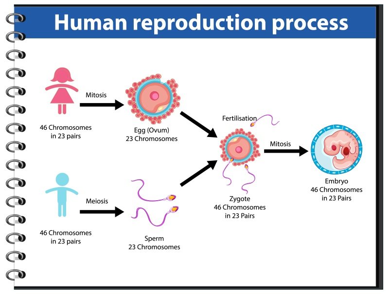 5R gut healing framework remove replace reinnoculate repair rebalance