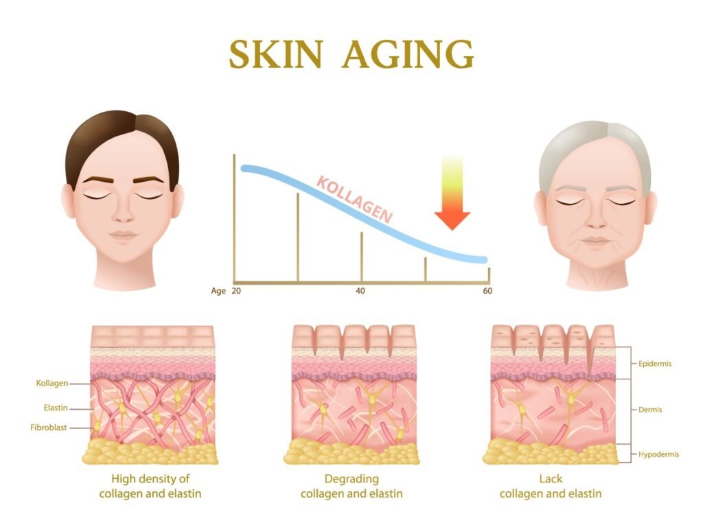 impact of ozempic on skin aging collagen elastin breakdown