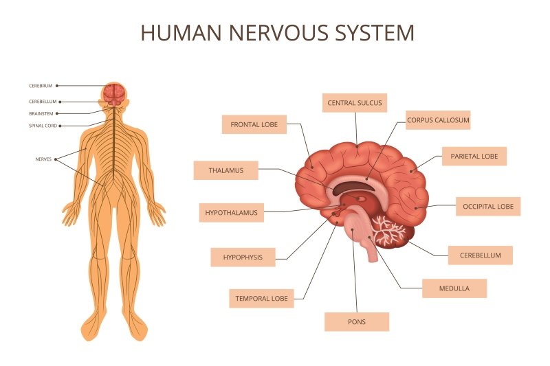 gut brain axis microbiome connection diagram