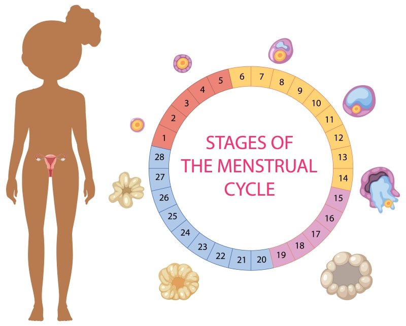 Cycle Syncing Diet for Hormonal Balance phases menstrual follicular ovulatory luteal