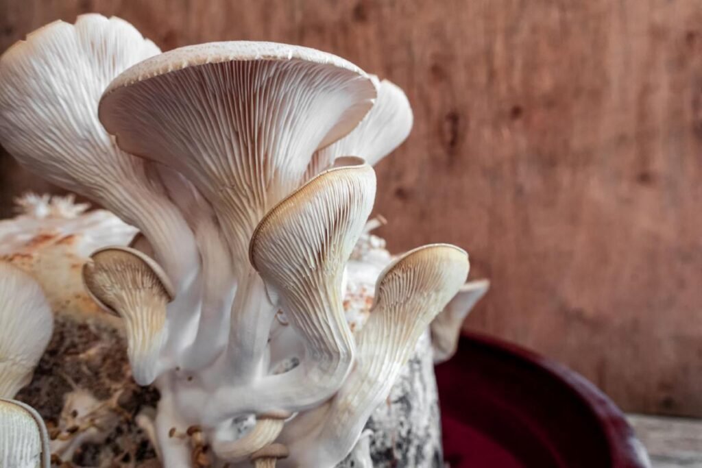 lion’s mane mushroom for brain health and nerve growth factor